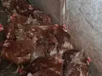 Chickens — foto 1