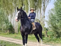 Kůň, Koně — foto 1