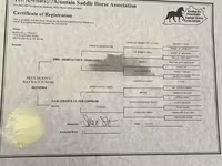 Faras dhaddig, Rocky Mountain Horse — sawirka 5