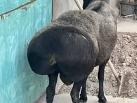Berbec, Hissar sheep — foto 1