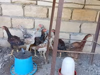Chickens — fotografija 4