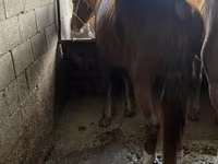 Kůň, Kazakh horse — foto 2