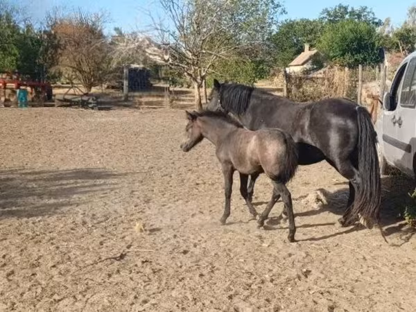 Kuda betina, Horses