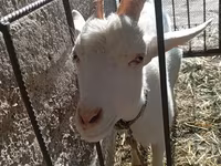 Kambing betina, Saanen goat — foto 7