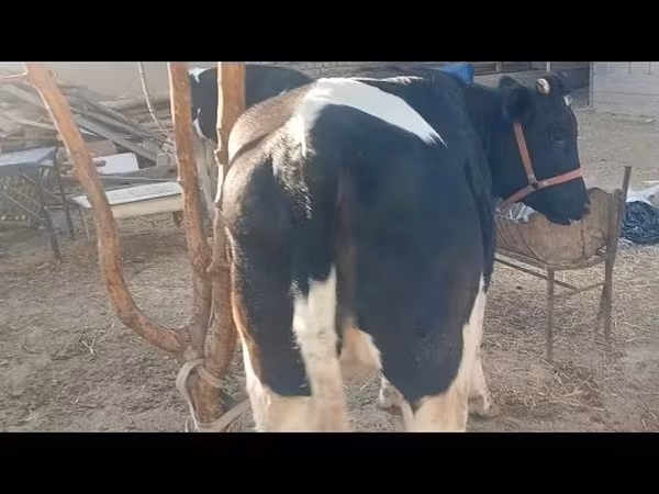 Lo’ (xirmo, jins lama sheegin), Russian Black pied cattle