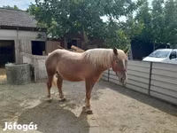 گھوڑا, گھوڑے — تصویر 4