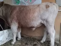 سانڈ, Simmental cattle — تصویر 3