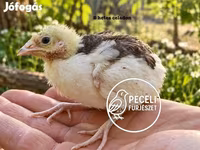 Quails — عکس 4