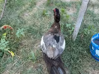 مسکوی خانگی — عکس 4