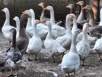 Geese — รูปภาพ 1