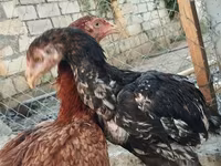 Chickens — عکس 1