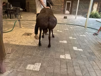 Koç, Hissar sheep — foto 4