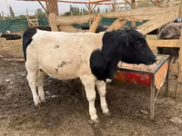 황소, Swiss cattle — 사진 8