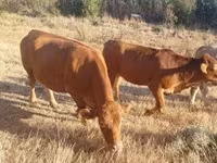 گاو ماده, گاو لیموزین — عکس 8