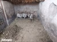 Domuzlar (parti, cinsiyet belirtilmedi), Мангалица — foto 4