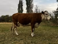 Krowa, Simmental cattle — zdjęcie 1