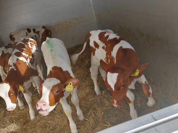 گاو نر, Simmental cattle