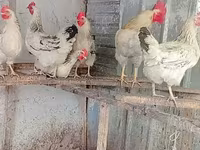 أدلر سيلفر — الصورة 5