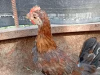 Chickens — foto 5