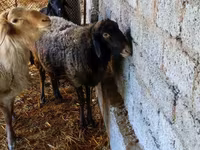 Owca, Edilbay sheep — zdjęcie 2
