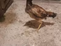 Chickens — zdjęcie 1