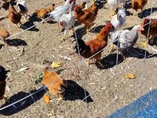 Chickens