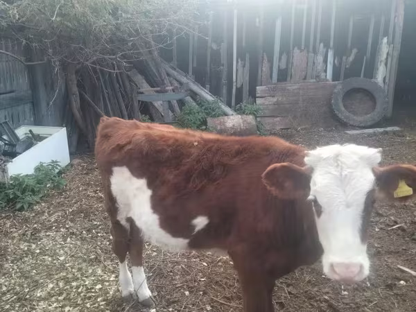 소(암수 미지정, 묶음), Simmental cattle