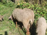 Oveja, Ovejas — foto 5