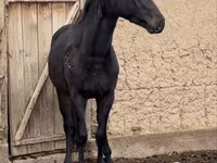 Faras, Kazakh horse — sawirka 6