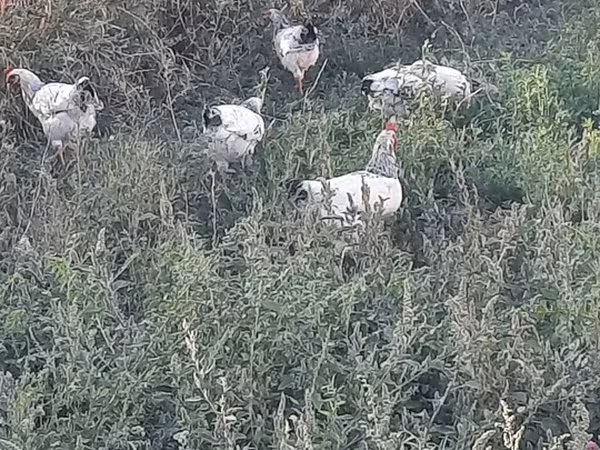Chickens