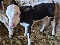 ძროხა, Russian Black pied cattle — ფოტო 4