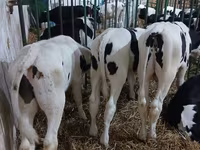 Býk, Simmental cattle — foto 5