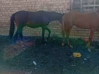 اسب نر, Horse breed — عکس 3