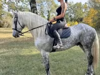 Kůň, Andalusian horse — foto 2
