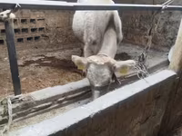 گاو ماده, Swiss cattle — عکس 1