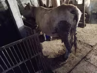 Mucca, Aberdeen Angus — foto 4