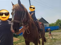 حصان, Kazakh horse — الصورة 1
