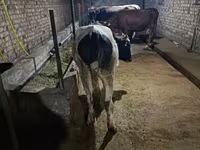 Kuh, Russian Black pied cattle — Foto 1