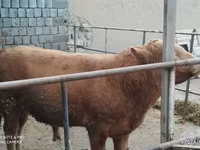 ষাঁড়, Simmental cattle — ছবি 5