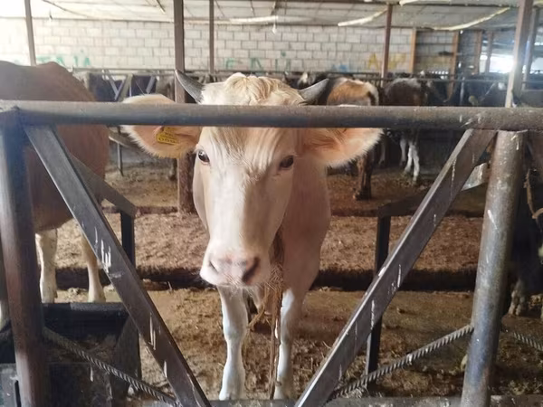 Сиыр, Simmental cattle