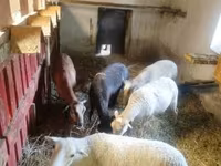 በግ, Cameroon sheep — ፎቶ 2