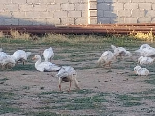 Geese