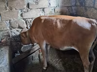 Krava, Simmental cattle — foto 3