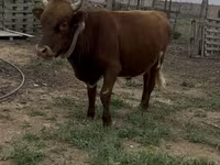 Toro, Bovini — foto 3