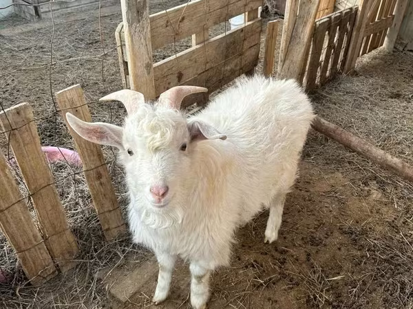 Țap, Saanen goat