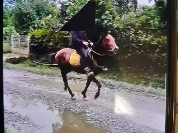 Kůň, Koně