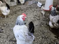 Chickens — sawirka 2