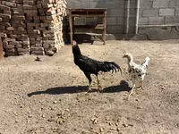 Chickens — عکس 3