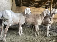 公羊, Sheep — 照片 2