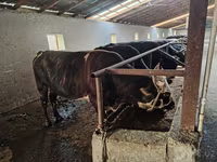 Бух, Үхэр мал — 2 зураг